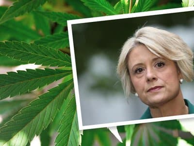 "She needs to take a step back": Legalise Cannabis candidate to run against Senator Kristina Keneally