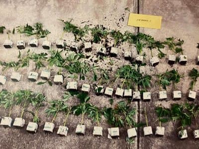 South Australia court sentences four men for $10 million cannabis operation