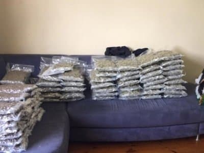 South Australian police seize $1.5 million of cannabis in bikie bud bust