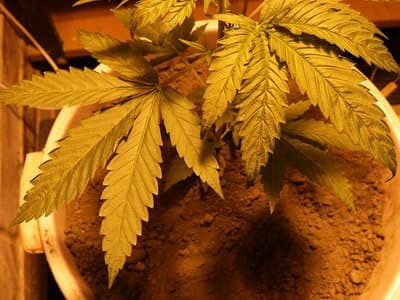 South Australian woman sentenced after growing 72 cannabis plants to win back her cheating husband
