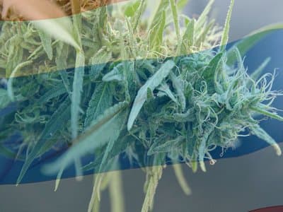 Thailand to become first Southeast Asian country to decriminalise cannabis