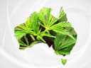 The history of cannabis in Australia