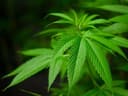 "The time is right for drug law reform in Tasmania," says Australian Lawyers Alliance (ALA)