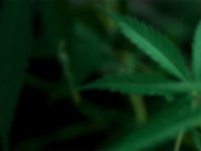 Victoria police seize $1 million in cannabis plants from Gembrook home
