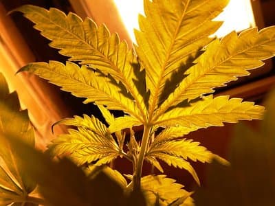 Victoria police seize $12 million in cannabis from crime syndicate across ten months