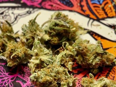 Victoria police seize $4 million in cannabis in a blitz of raids