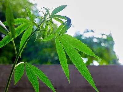 Victorian government suggests new approach that would allow medical cannabis patients to drive legally