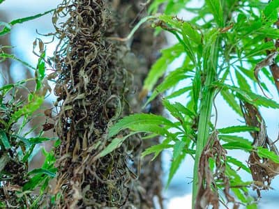 Victorian police seize millions in cannabis during a busy week of raids