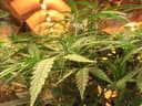 Vietnamese man sentenced over his role as crop sitter in Oakleigh cannabis house