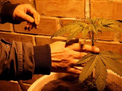 Vietnamese national who evaded immigration authorities pleads guilty over cannabis operation