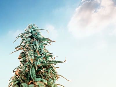 WA MP's to investigate medical cannabis and industrial hemp in groundbreaking new committee