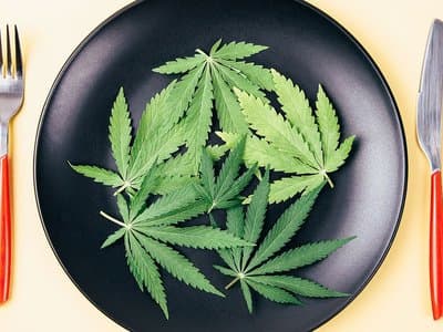 WA plants seeds of growing industrial hemp industry with new trial