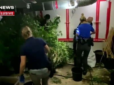 WA police seize 75 cannabis plants and $60k in cash in raids