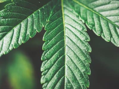 Western Australian MP Brian Walker on cannabis -"it makes no social sense"