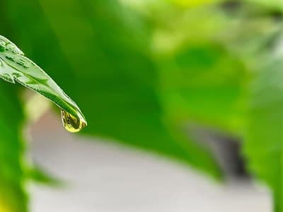 Will the government start making harmful things illegal? Sophia Moermond asks WA parliament
