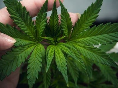 Work begins on new Cannaponics medical cannabis facility in Collie, WA
