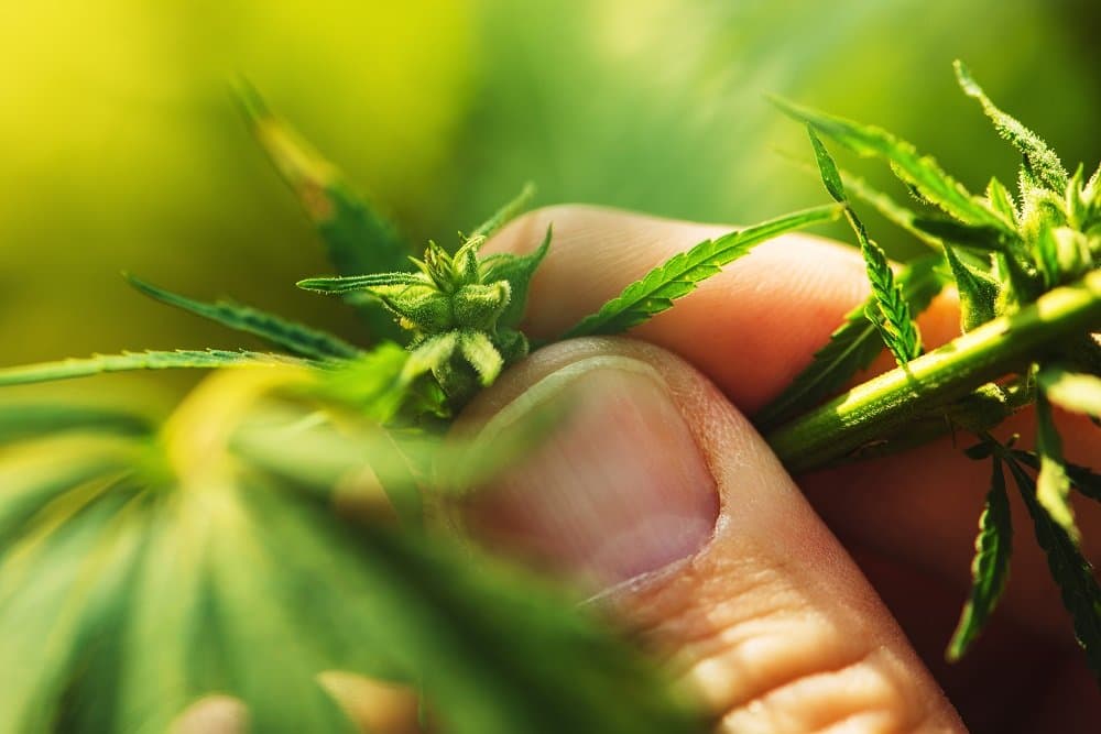 Tonnes of yearly cannabis growth is planned for Australia