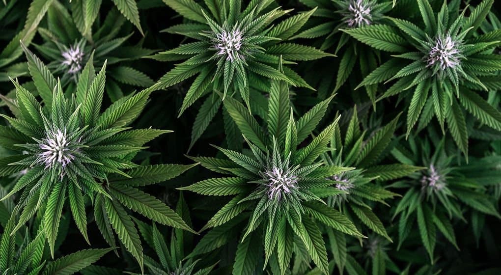 Toowoomba Becomes Queensland’s Cannabis Capital