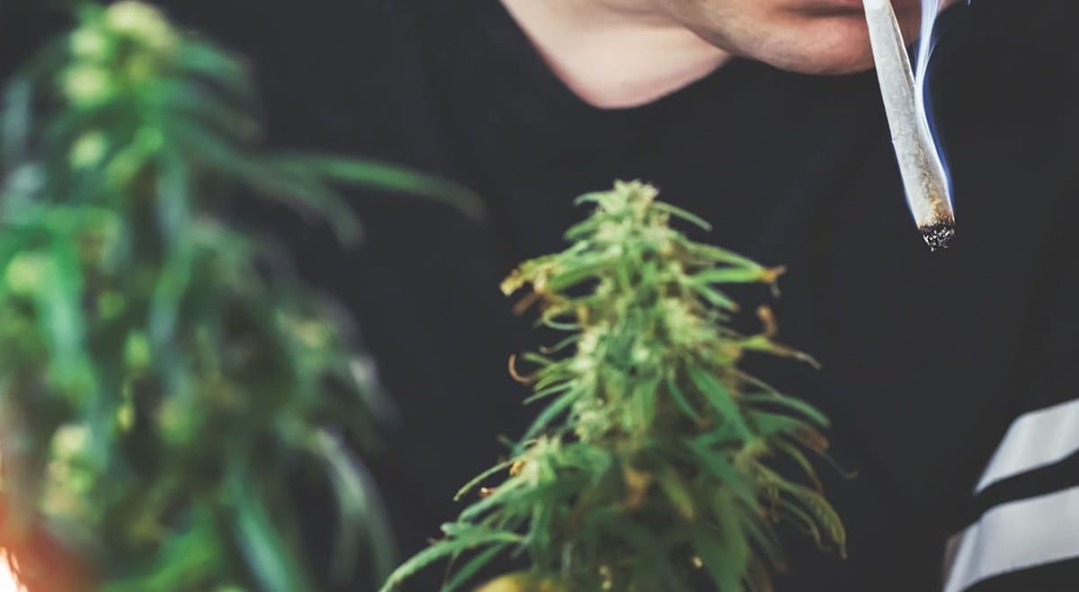 Two Aussie drivers disqualified after testing positive for cannabis days after using it