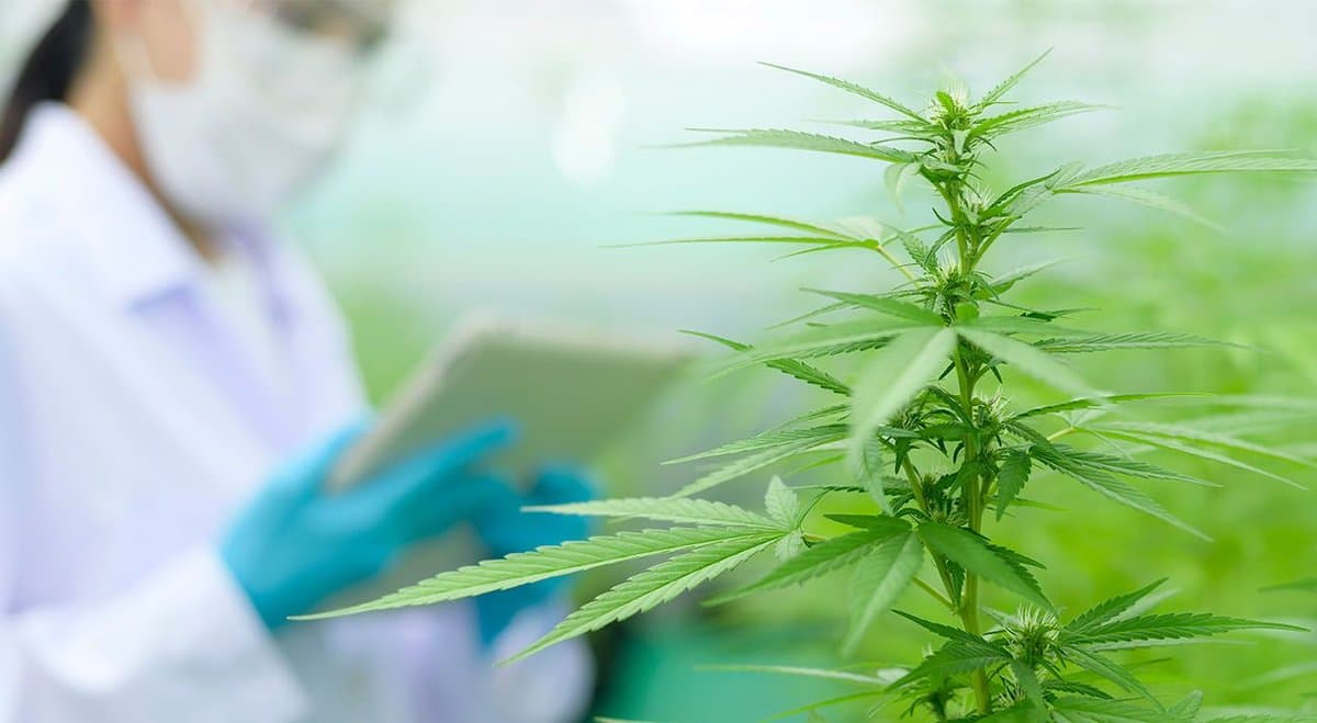 US Government grants patent for an invention that controls the potency of cannabis