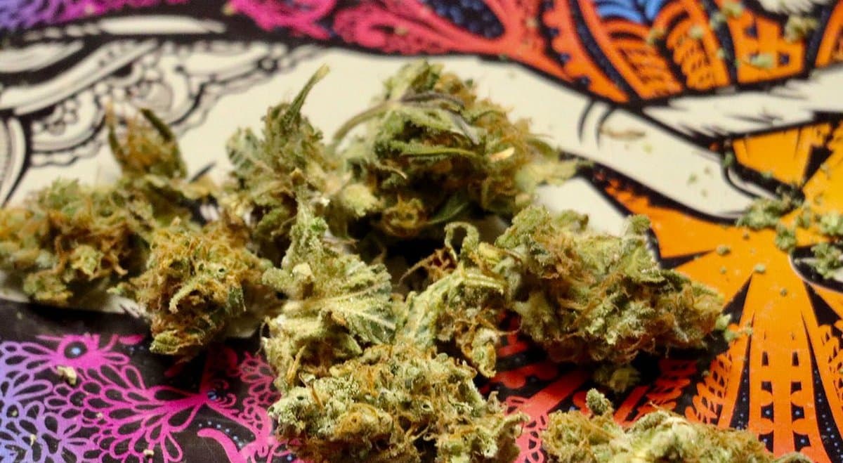 Victoria police seize $4 million in cannabis in a blitz of raids