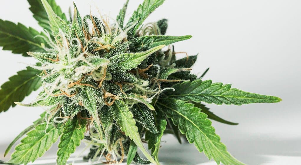 Victorians: Voice Your Cannabis Opinions Now