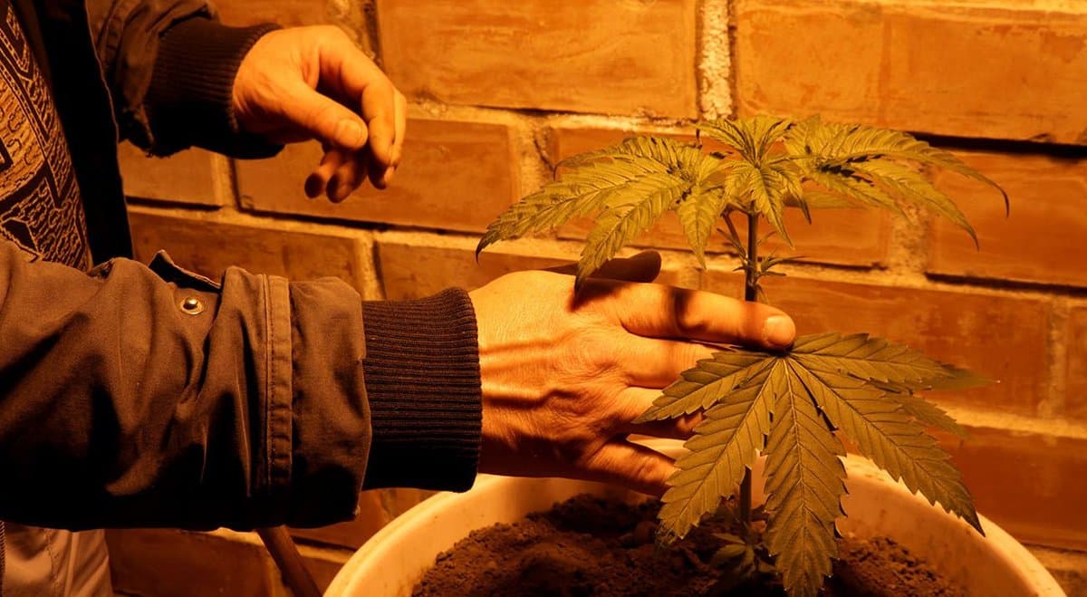 Vietnamese national who evaded immigration authorities pleads guilty over cannabis operation