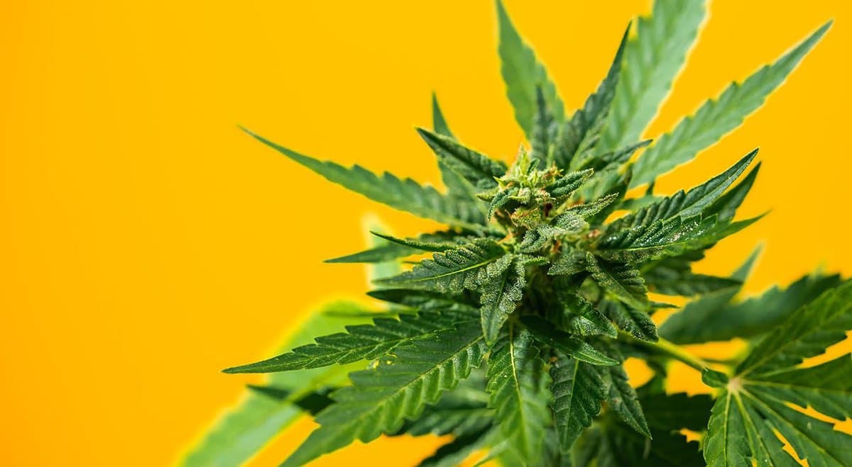 Volunteers needed for study into cannabis and IBS
