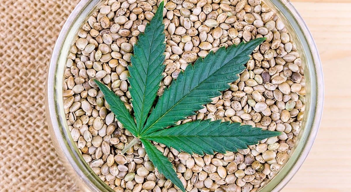 WA government classifies a cannabis seed the same as a fully-grown plant