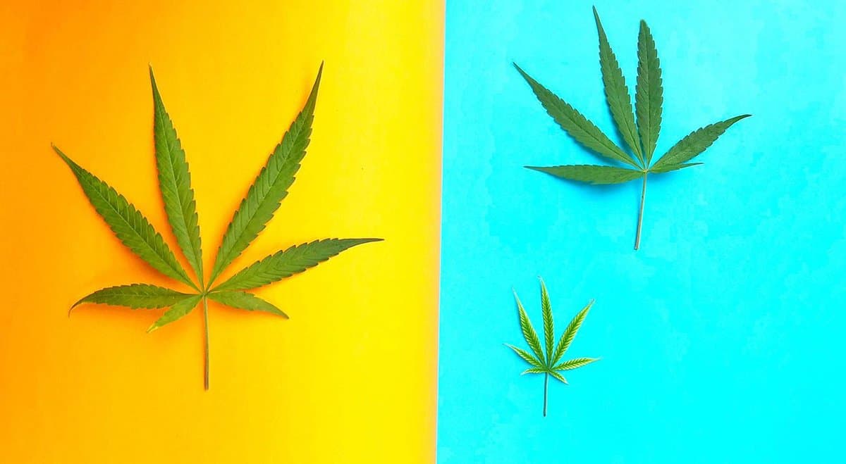 "We are missing an opportunity" for cannabis law reform says Dr Cumming