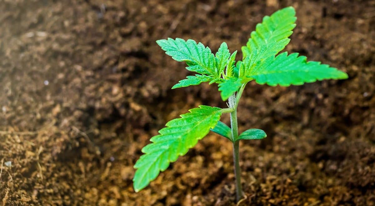 "We're going to grow our homes out of the soil," says Futurist Dr Marcus Barber