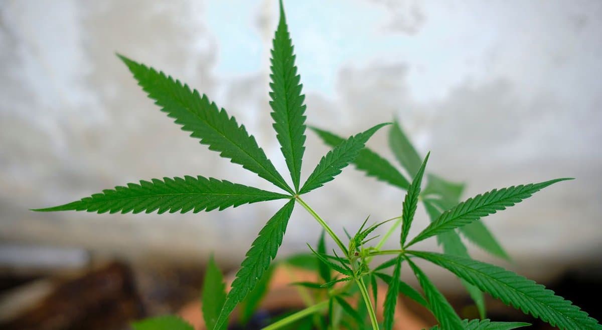 Western Australia's Inquiry into Cannabis and Hemp is now accepting submissions