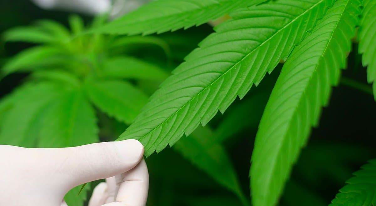 Why Aussies shouldn't access medical cannabis if they don't really need it