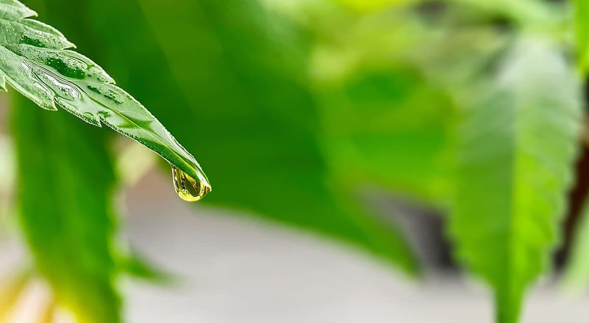 Will the government start making harmful things illegal? Sophia Moermond asks WA parliament