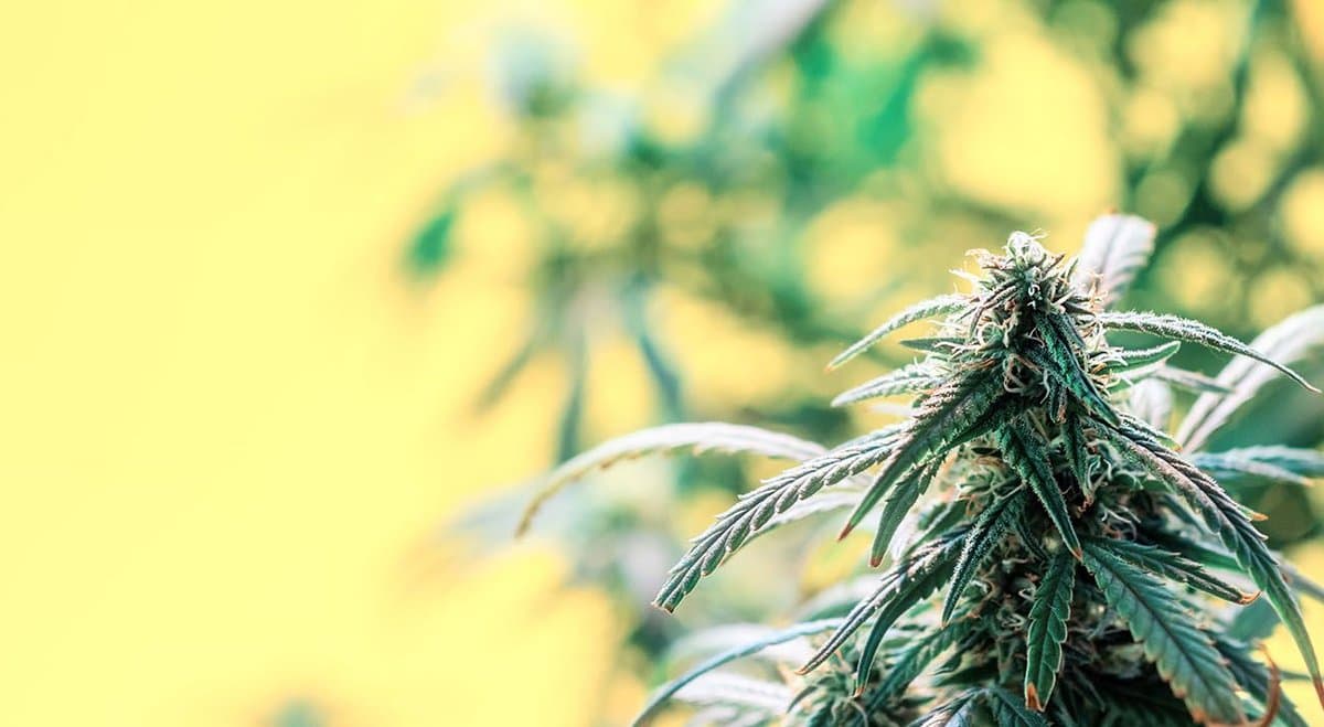 "Yes," many South Australians want cannabis legalised