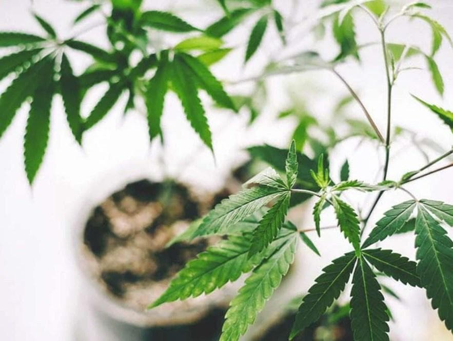 aurora-hemp - Gallery Image 1