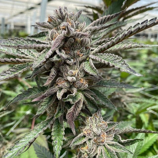 better-green - Gallery Image 2