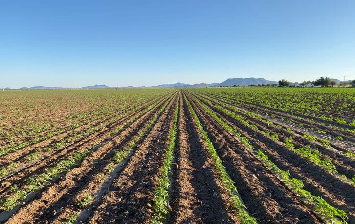 botanic-wellness-limited - Gallery Image 3