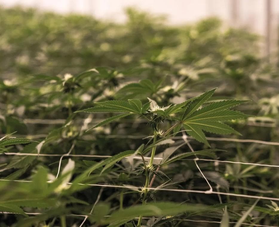 canngea - Gallery Image 2