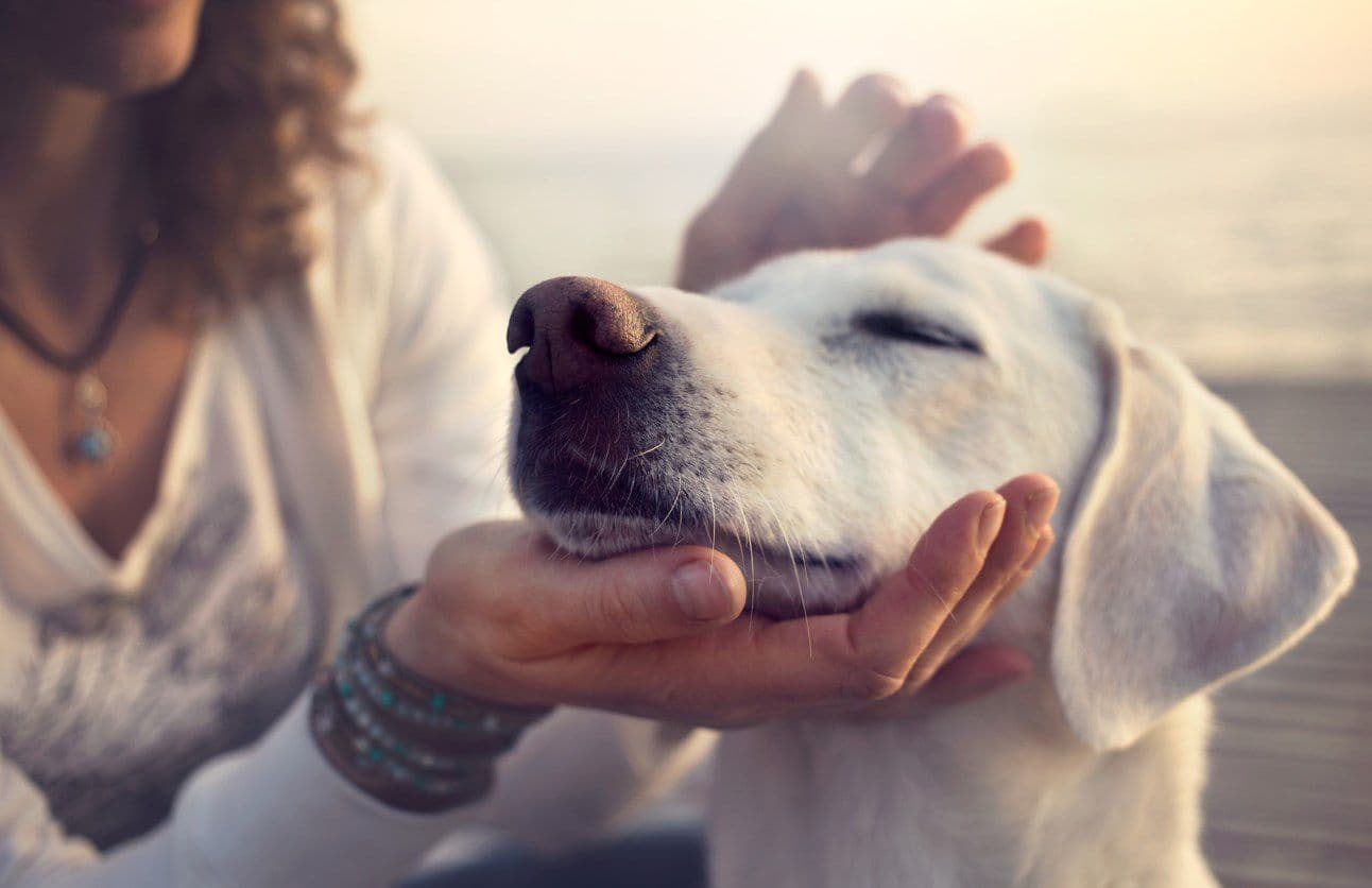 cannpal - Gallery Image 4