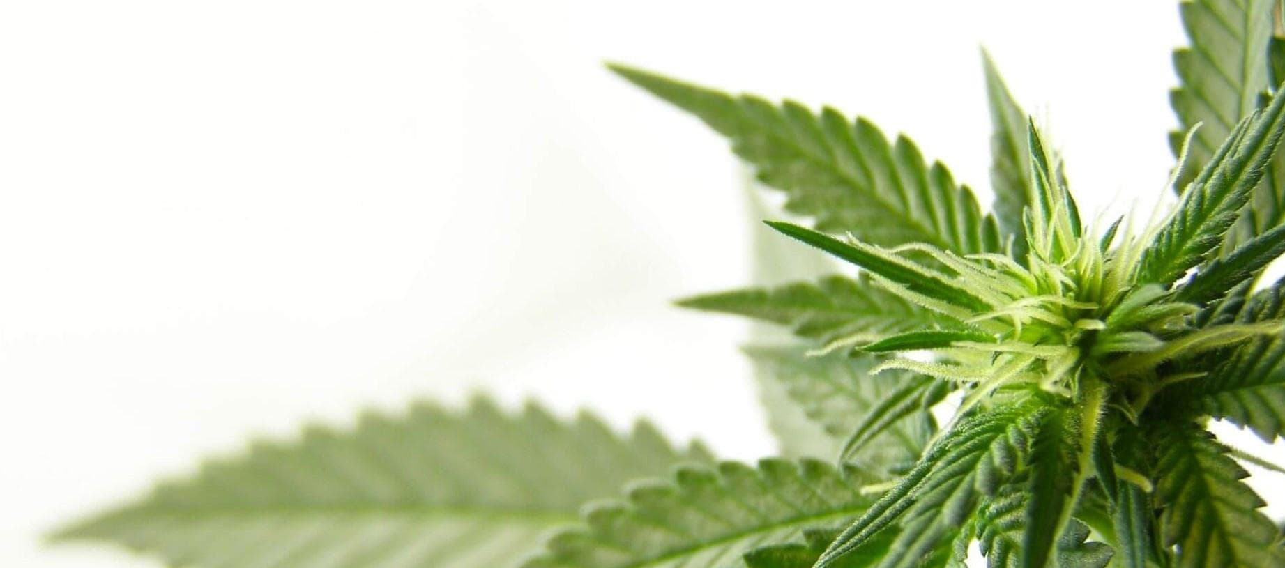 hempgro - Gallery Image 3