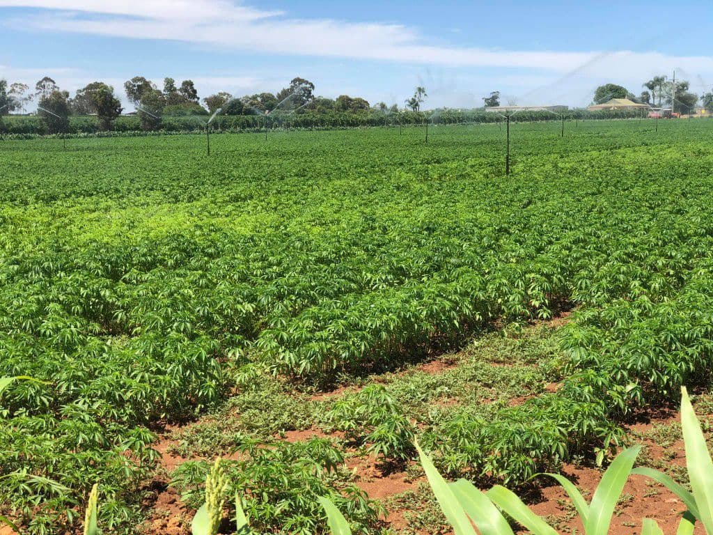 ihemp-victoria - Gallery Image 1