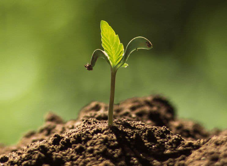 little-green-pharma - Gallery Image 4