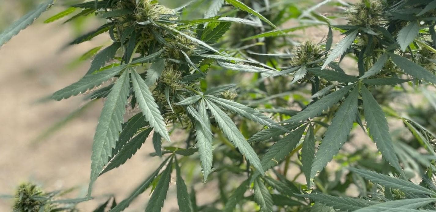 medicinal-organic-cannabis-australia-moca - Gallery Image 2