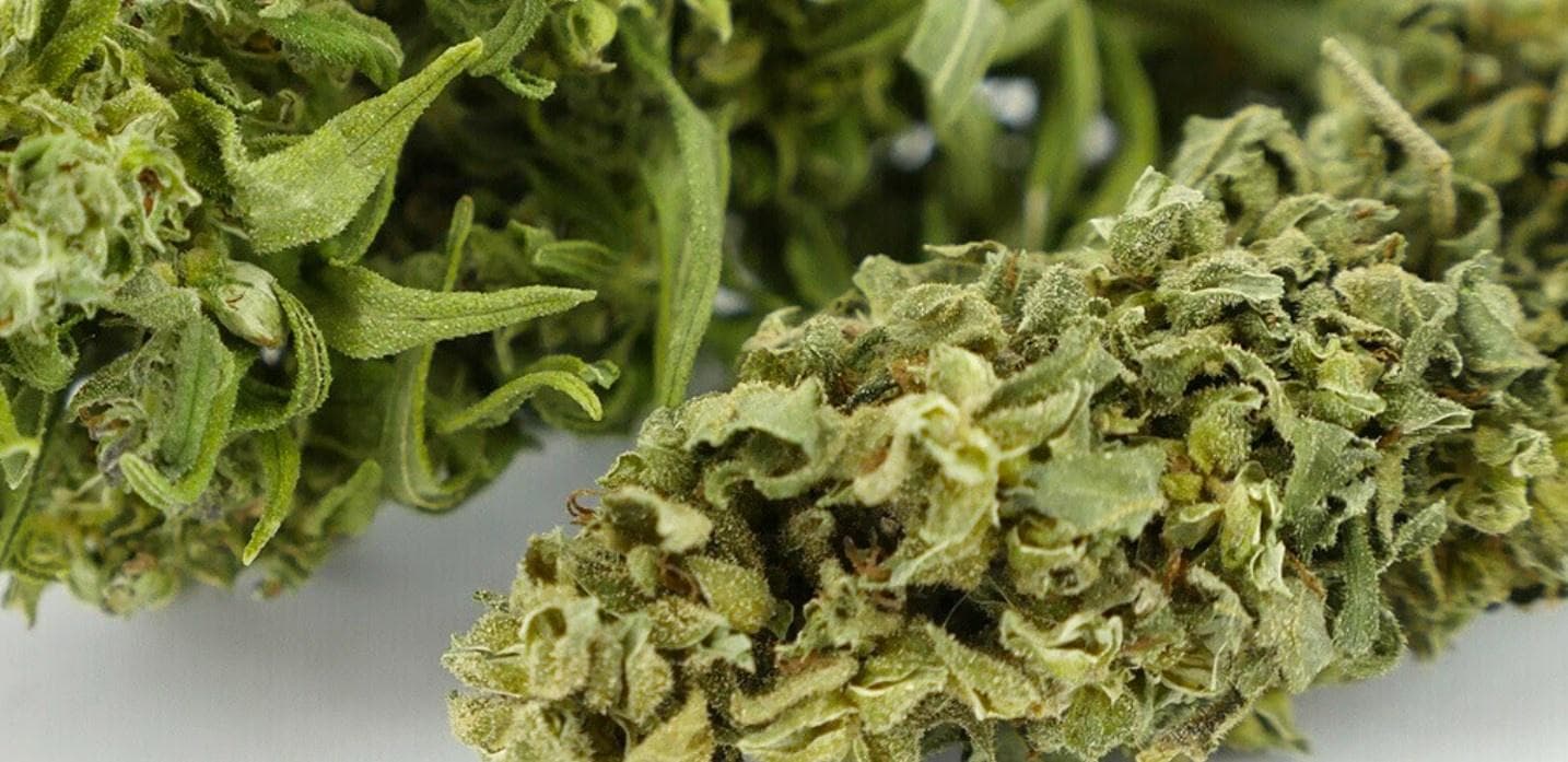 medicinal-organic-cannabis-australia-moca - Gallery Image 3