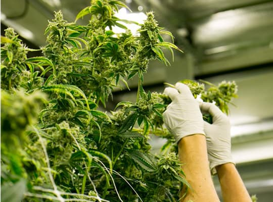 medigrowth - Gallery Image 3