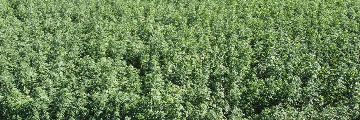 sativite - Gallery Image 1