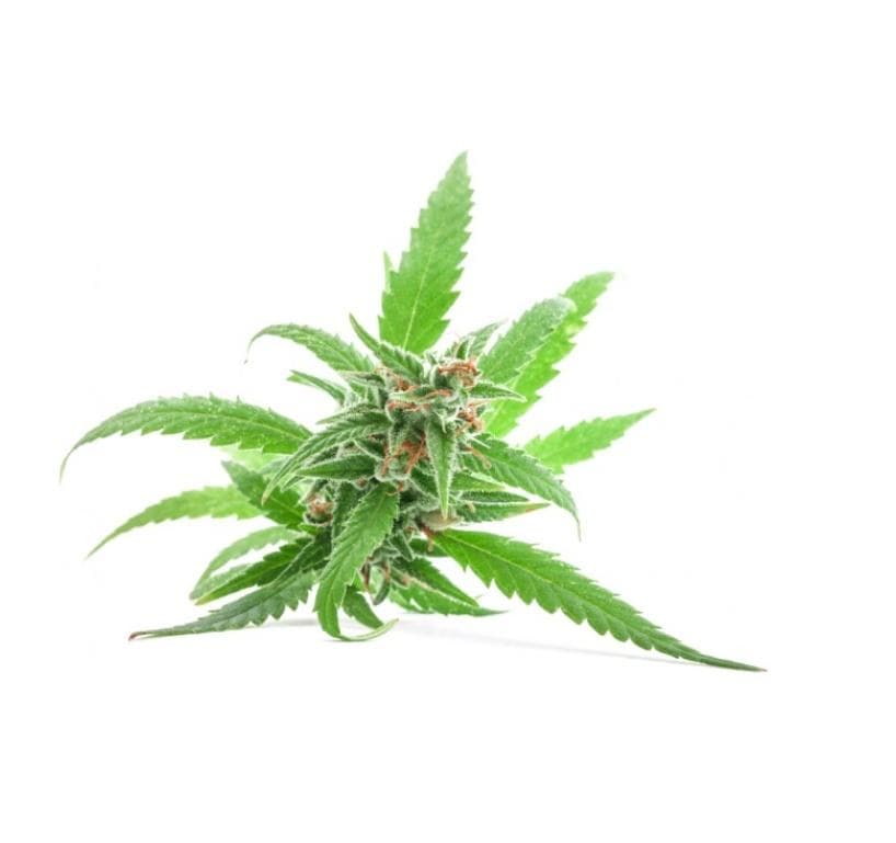 tasmanian-alkaloids - Gallery Image 1