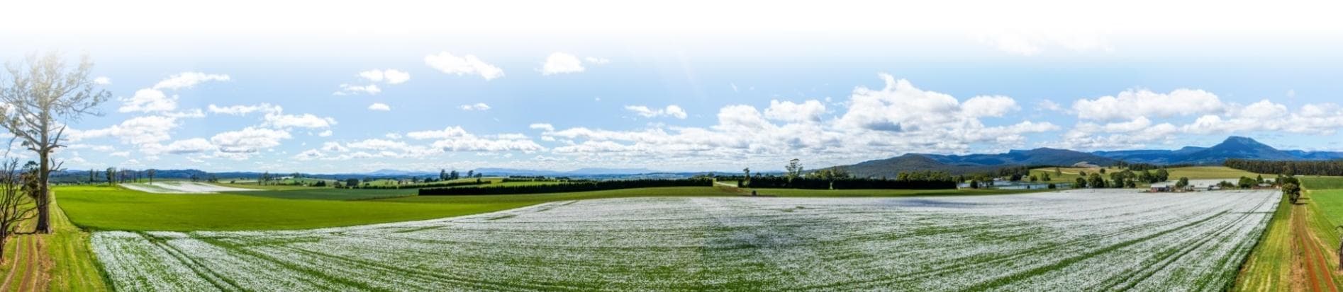 tasmanian-alkaloids - Gallery Image 2