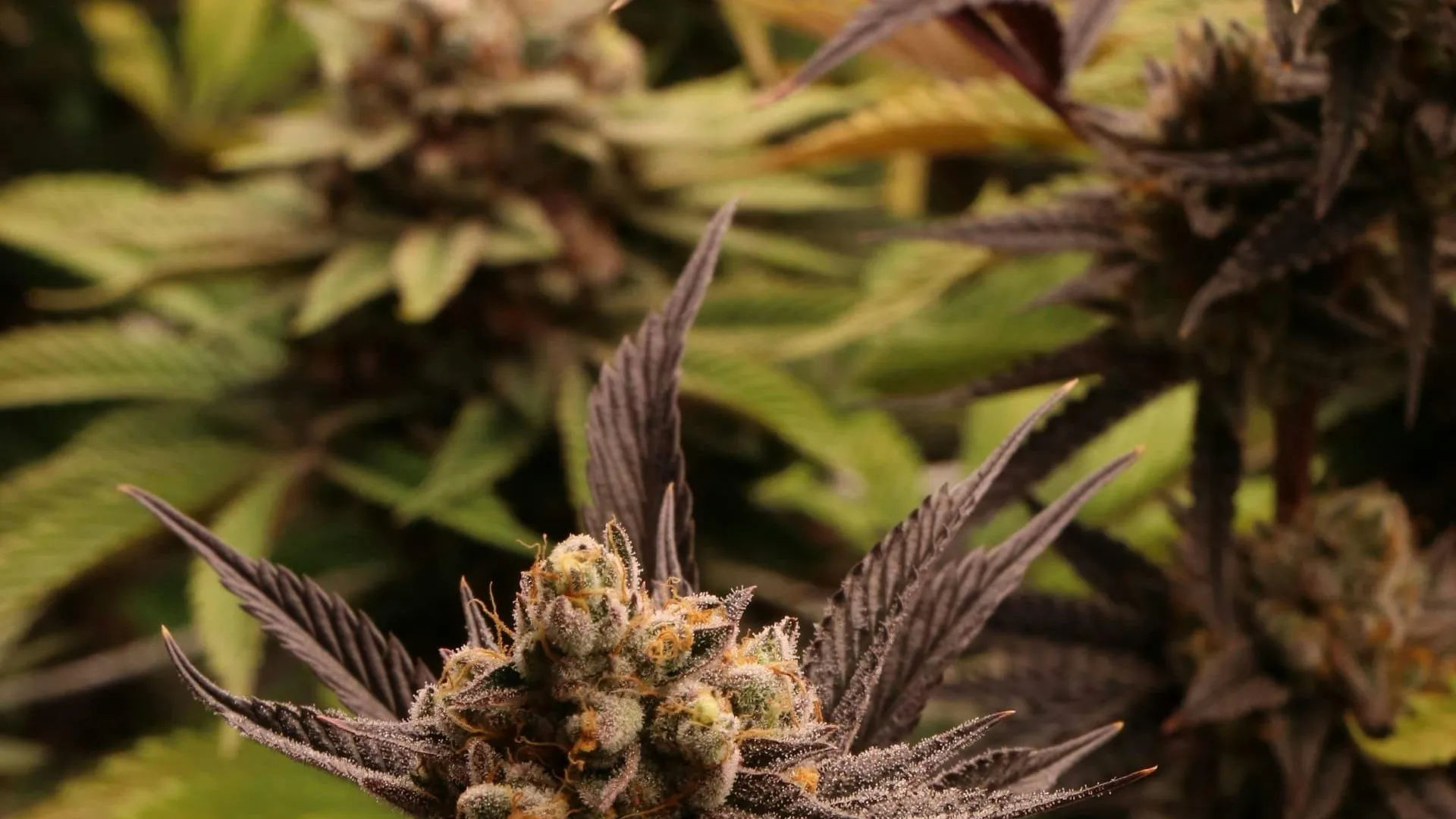 Procon Developments' $3 million Wheatbelt medicinal cannabis proposal approved for AvonWest industrial estate